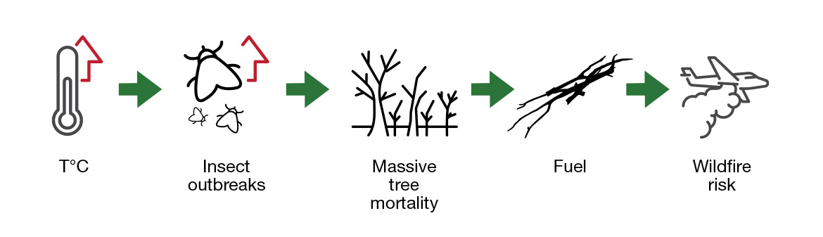 A diagram showing that increasing temperatures because of climate change can increase the risks of insect outbreaks, which can result in massive tree mortality. This massive tree mortality can in turn generate large amounts of forest fuel and, consequently, a greater risk of wildfires.